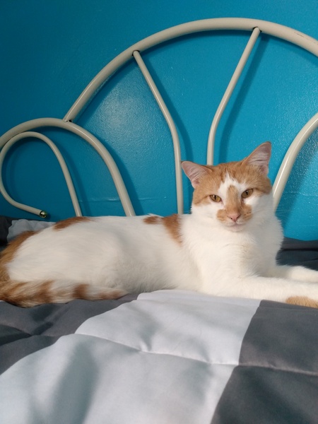 Entry image for Butterscotch. Clicking this image will show a larger photo