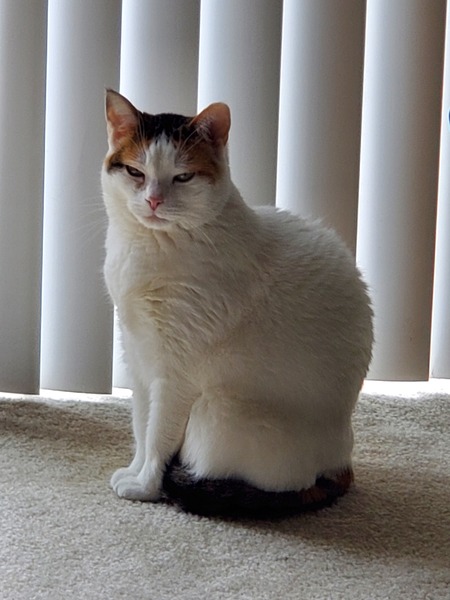 Entry image for Neko. Clicking this image will show a larger photo