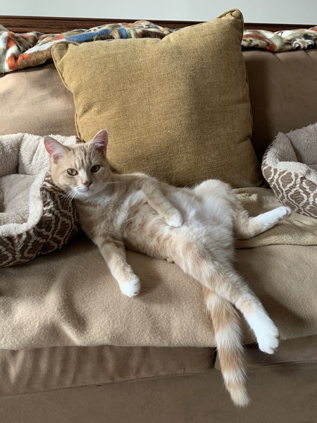 Entry image for Suki. Clicking this image will show a larger photo