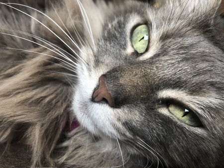 Entry image for Taffy. Clicking this image will show a larger photo