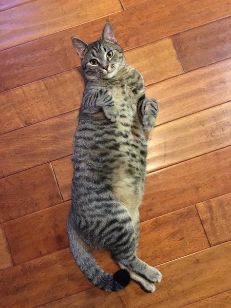 Entry image for Keke. Clicking this image will show a larger photo