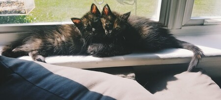 Entry image for Lexi Lou & Lola Lou (Lou Lou sisters). Clicking this image will show a larger photo