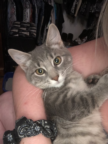 Entry image for Mint Tea. Clicking this image will show a larger photo