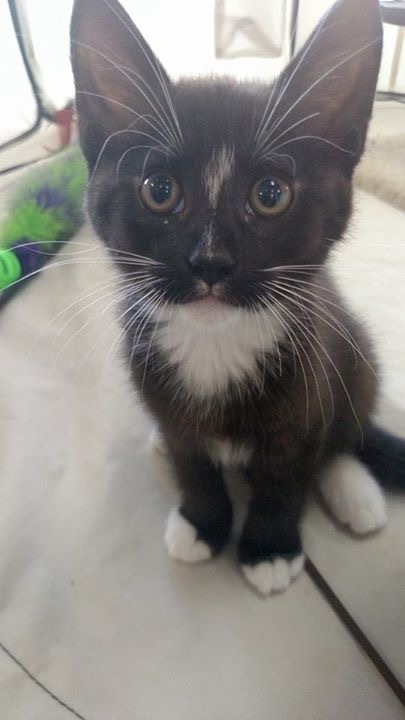 Entry image for Pumpkin. Clicking this image will show a larger photo