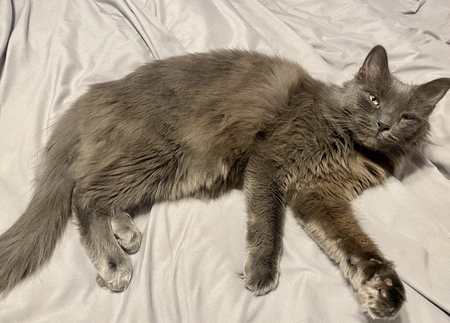 Entry image for Bentley. Clicking this image will show a larger photo