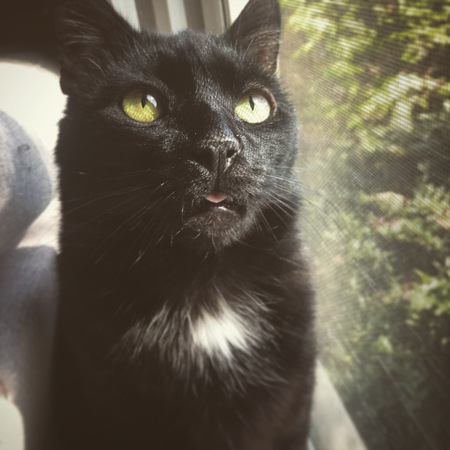 Entry image for Poe. Clicking this image will show a larger photo