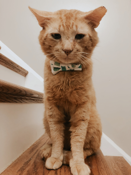 Entry image for Jimmy Jones. Clicking this image will show a larger photo