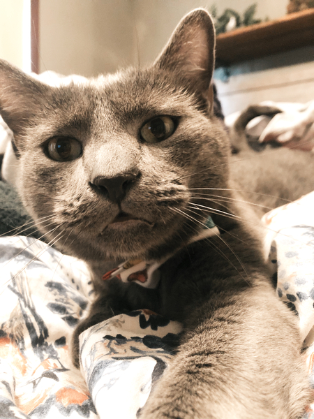 Entry image for Edgar. Clicking this image will show a larger photo