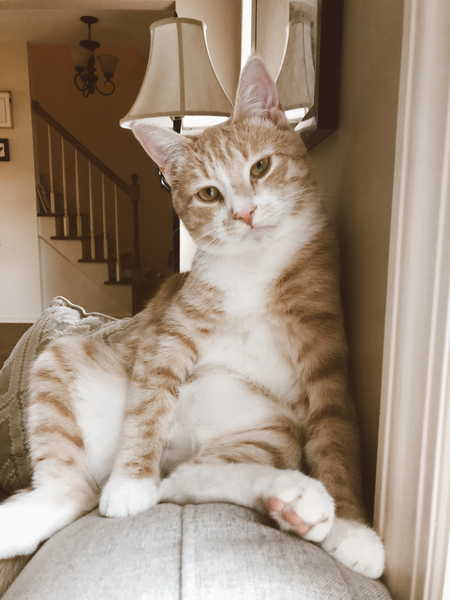 Entry image for Ruger. Clicking this image will show a larger photo