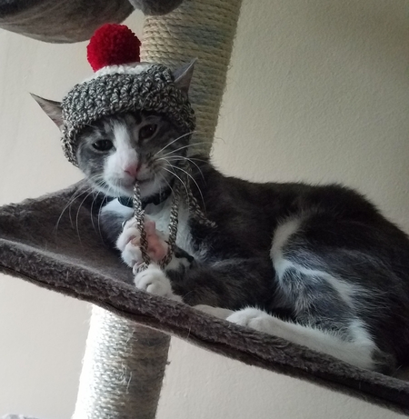 Entry image for Thor . Clicking this image will show a larger photo