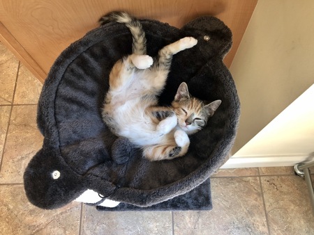 Entry image for Pippa. Clicking this image will show a larger photo