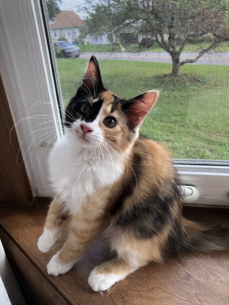 Entry image for Apple Cider. Clicking this image will show a larger photo