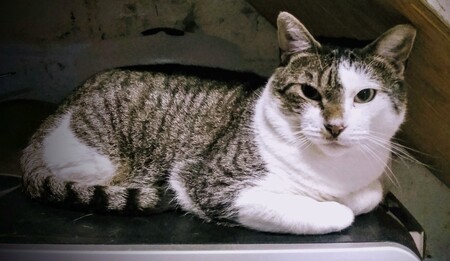 Entry image for Griswold. Clicking this image will show a larger photo