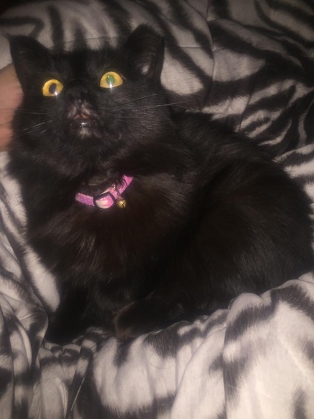 Entry image for Boo. Clicking this image will show a larger photo