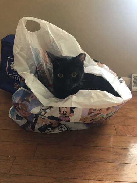 Entry image for Spook. Clicking this image will show a larger photo