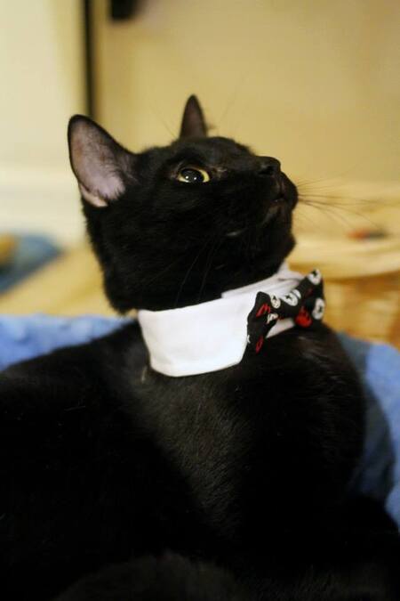 Entry image for MisserPoe. Clicking this image will show a larger photo