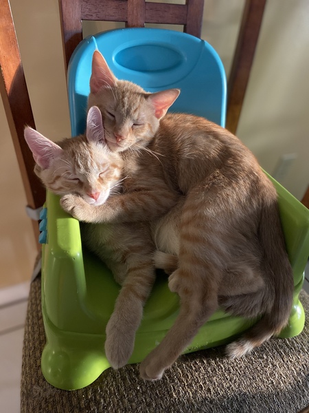 Entry image for Rex and Chipanyan. Clicking this image will show a larger photo