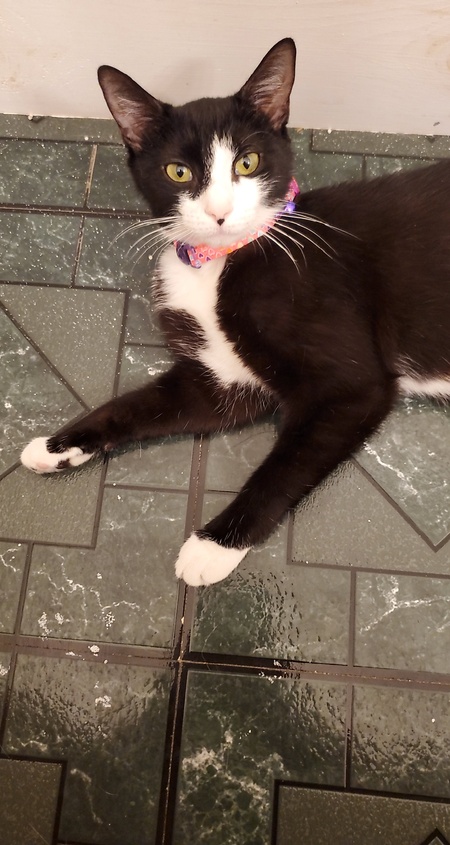 Entry image for Tonks. Clicking this image will show a larger photo