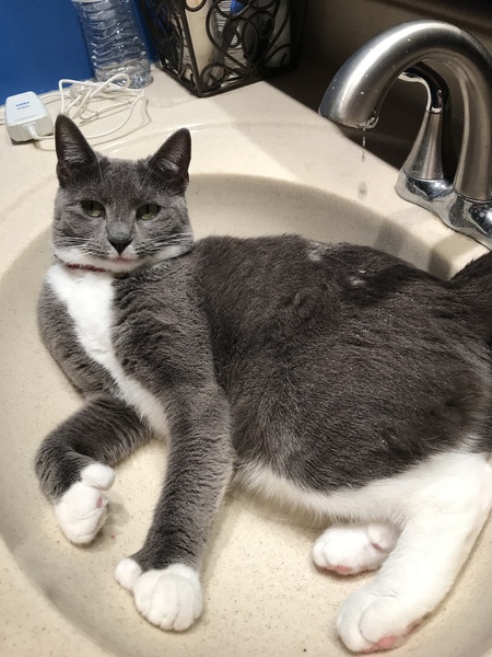 Entry image for Izzy. Clicking this image will show a larger photo