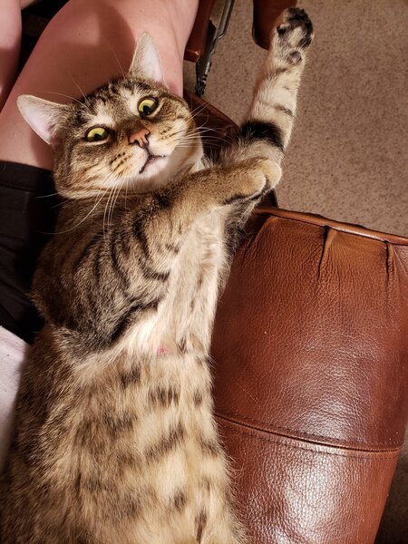 Entry image for Tucker. Clicking this image will show a larger photo