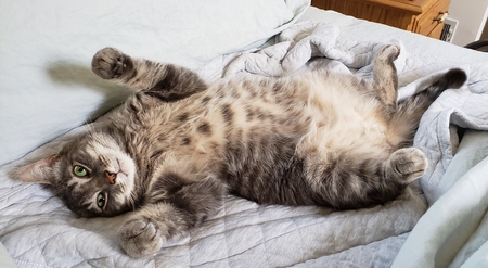 Entry image for Greyson. Clicking this image will show a larger photo