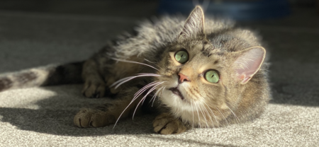 Entry image for Oliver. Clicking this image will show a larger photo