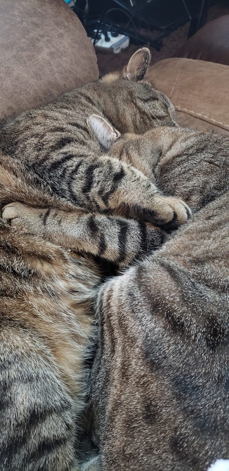 Entry image for Lucy Lou and Bobby. Clicking this image will show a larger photo