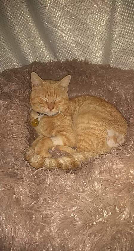 Entry image for Mr. Pickle. Clicking this image will show a larger photo