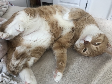 Entry image for Scotchy. Clicking this image will show a larger photo