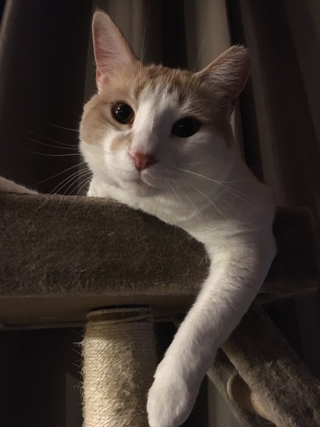 Entry image for Samwise. Clicking this image will show a larger photo