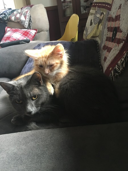 Entry image for Jazz. Clicking this image will show a larger photo