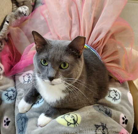 Entry image for Maggie. Clicking this image will show a larger photo