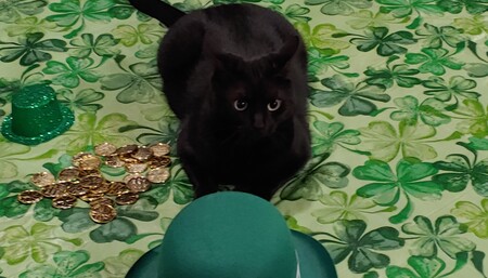 Entry image for Lucky. Clicking this image will show a larger photo