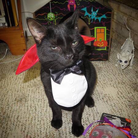 Entry image for Onyx. Clicking this image will show a larger photo