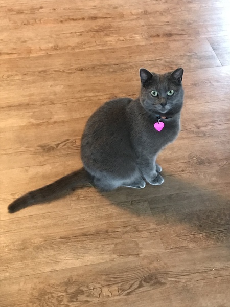 Entry image for Gwyneth . Clicking this image will show a larger photo