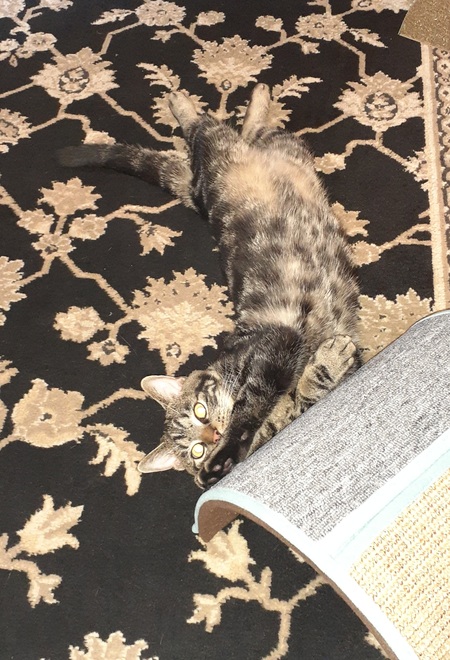 Entry image for Toby. Clicking this image will show a larger photo