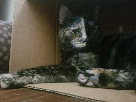 Entry image for Sadie. Clicking this image will show a larger photo