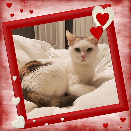 Entry image for Callie. Clicking this image will show a larger photo