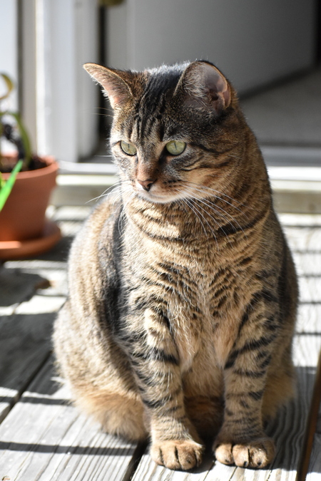 Entry image for Bella. Clicking this image will show a larger photo