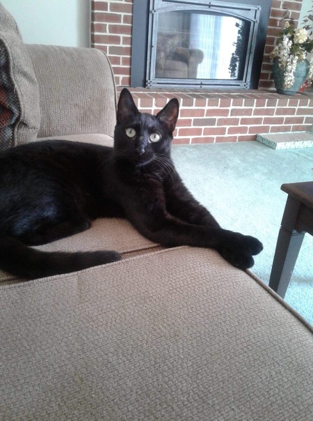 Entry image for Stella. Clicking this image will show a larger photo