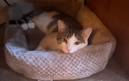 Entry image for Toby. Clicking this image will show a larger photo