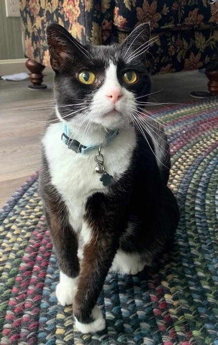 Entry image for Lizzy . Clicking this image will show a larger photo