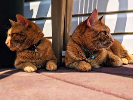 Entry image for Jake & Elwood a.k.a. #byerlybluesbabies. Clicking this image will show a larger photo