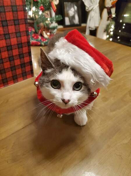 Entry image for Harmony . Clicking this image will show a larger photo