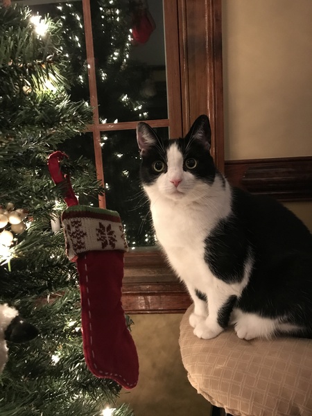 Entry image for Ellie Mae . Clicking this image will show a larger photo