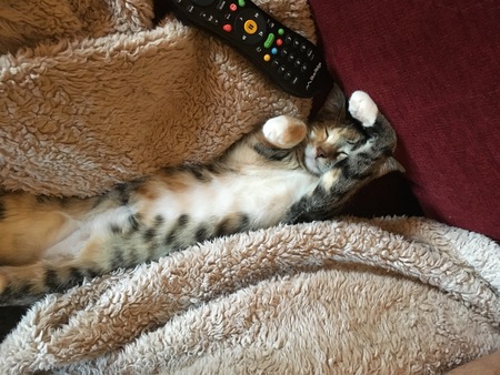 Entry image for Marmee. Clicking this image will show a larger photo