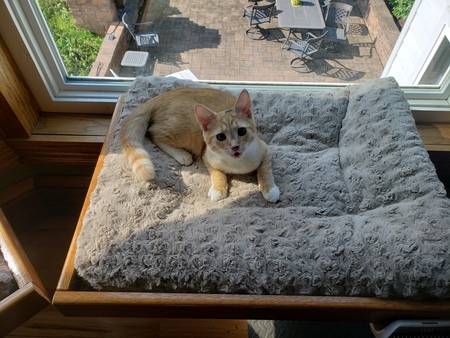 Entry image for Teddy. Clicking this image will show a larger photo