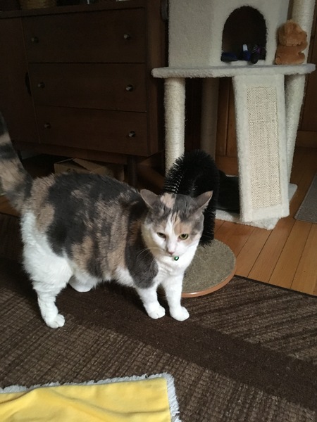 Entry image for Gabby. Clicking this image will show a larger photo