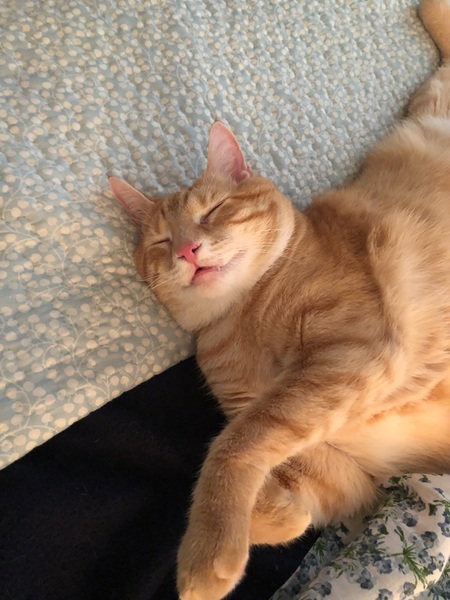 Entry image for Sheldon. Clicking this image will show a larger photo