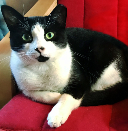 Entry image for Mr. Pickles. Clicking this image will show a larger photo